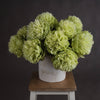 Green Peony - Hauslife