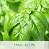 Kitchen Herb. Eco Mini Basil Grow Kit. - Hauslife
