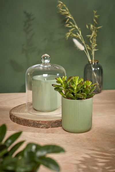 Urban Gardener Glass Candle Dome - Hauslife